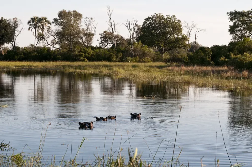 Okuvango Delta, Botswana