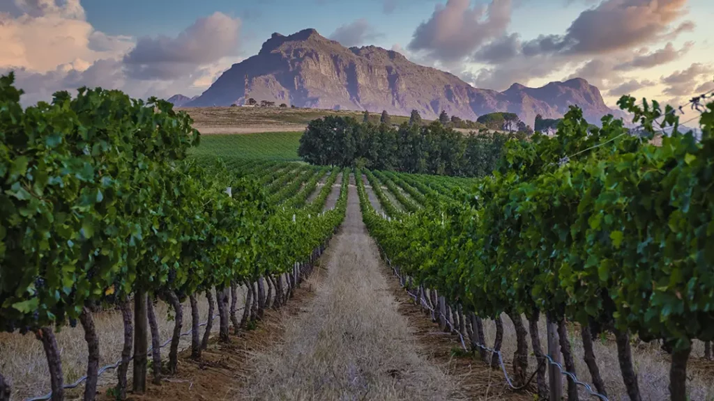 Wine Lands, South Africa