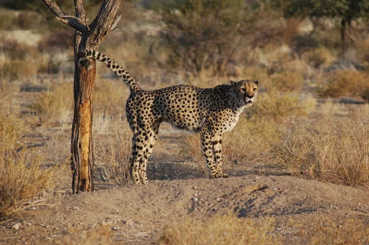 Leopard in Southern Namibia