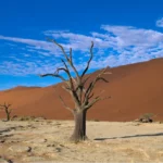 Dead Vlei Tree