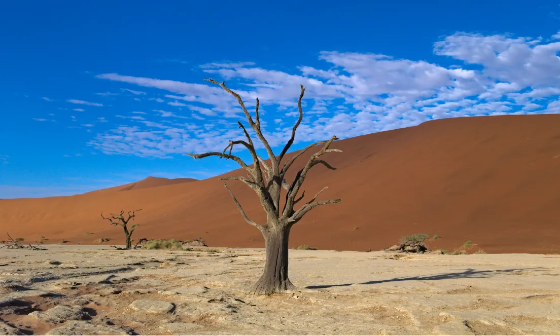 Dead Vlei Tree