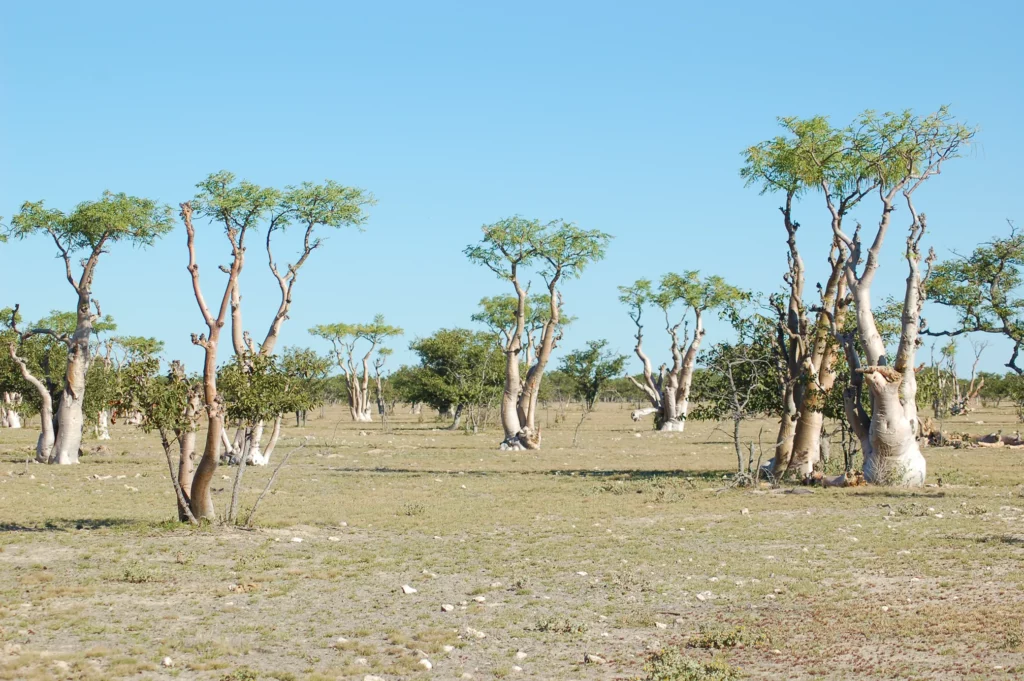 Etosha National Park in Namibia