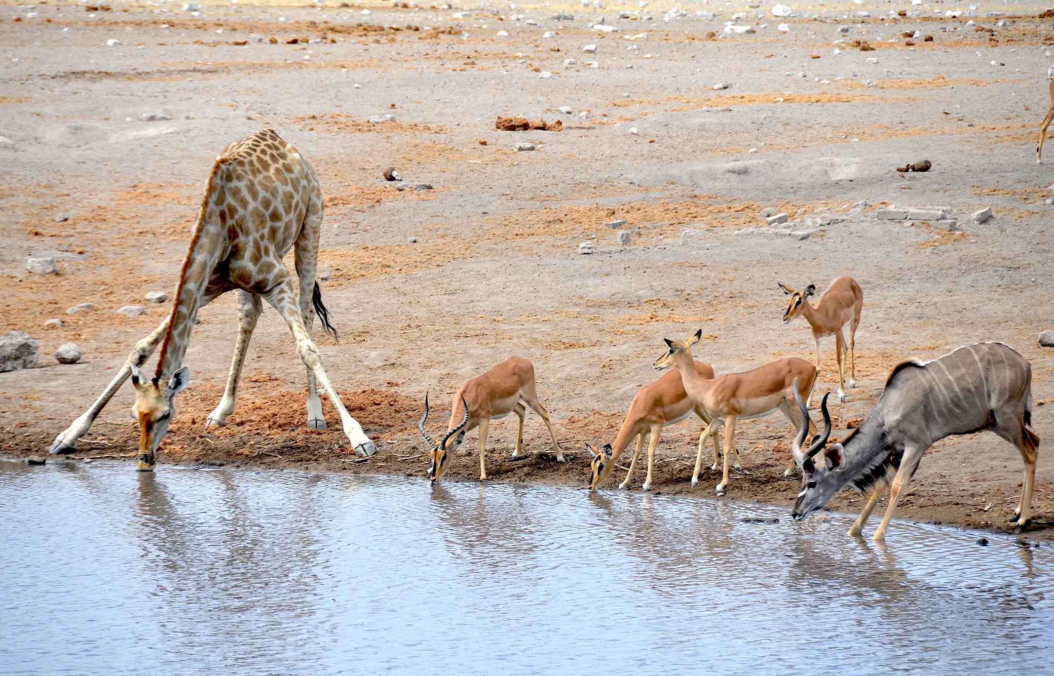 Animals at waterhole at Etosha National Park