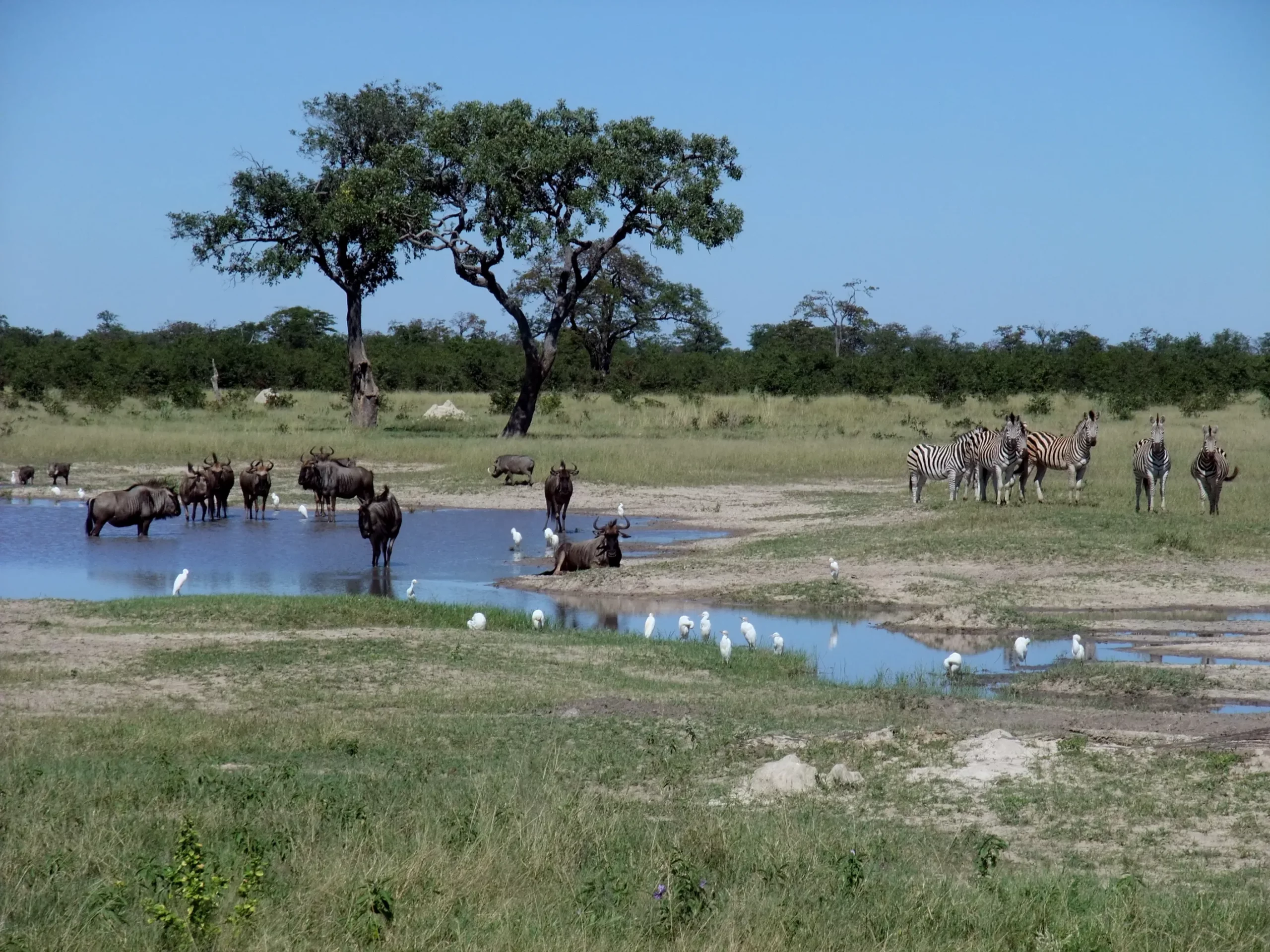 Zebras at Chobe National Park