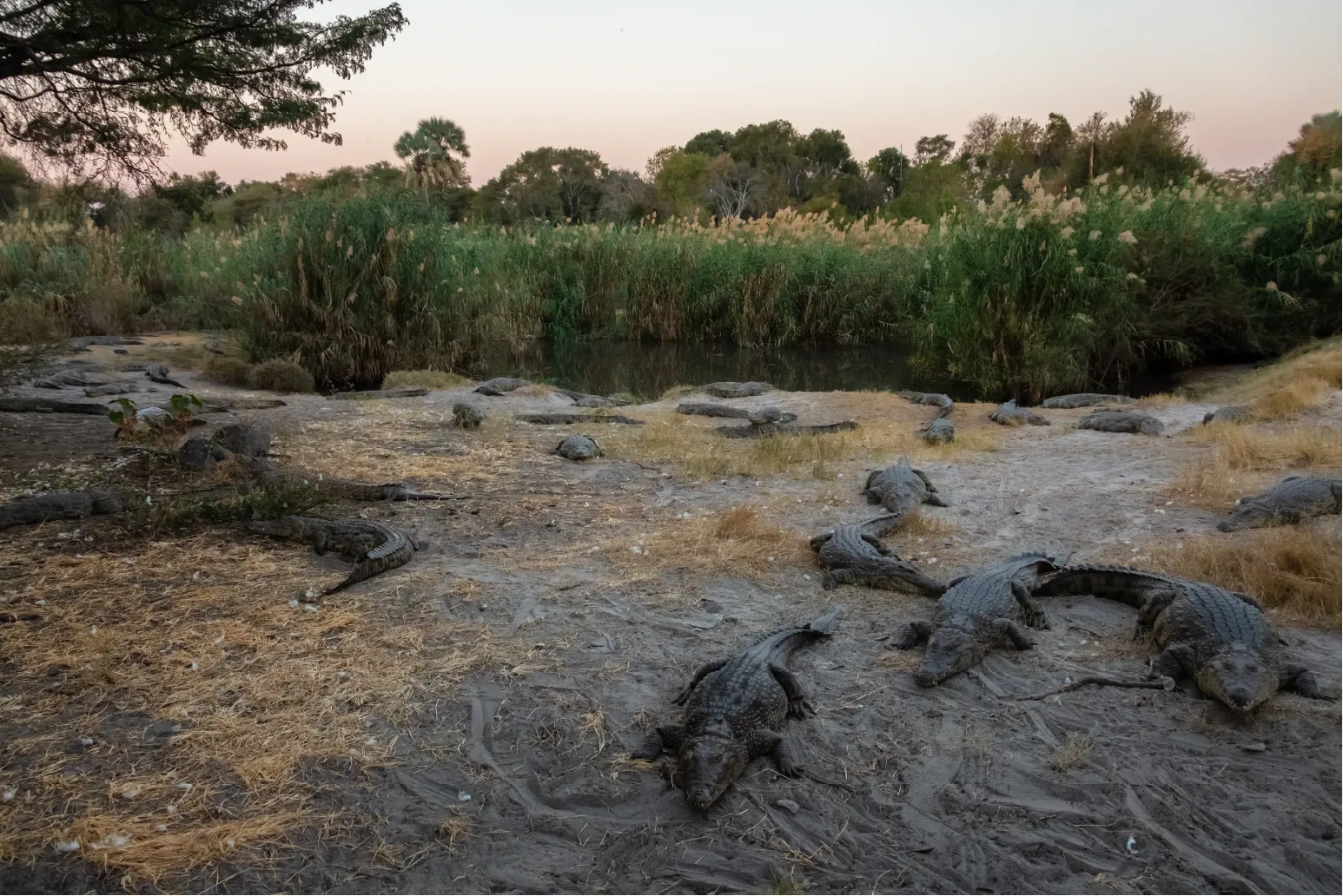 Crocodiles at Maun