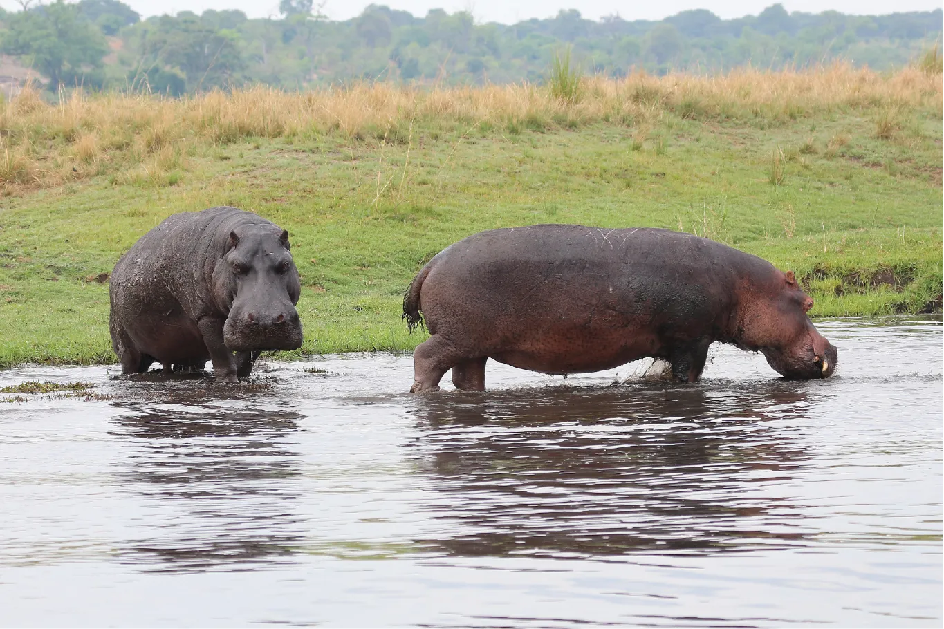 Hippoptamus in Chobe National Park