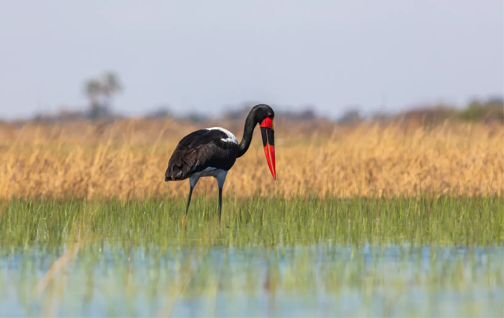 Jabiru africano
