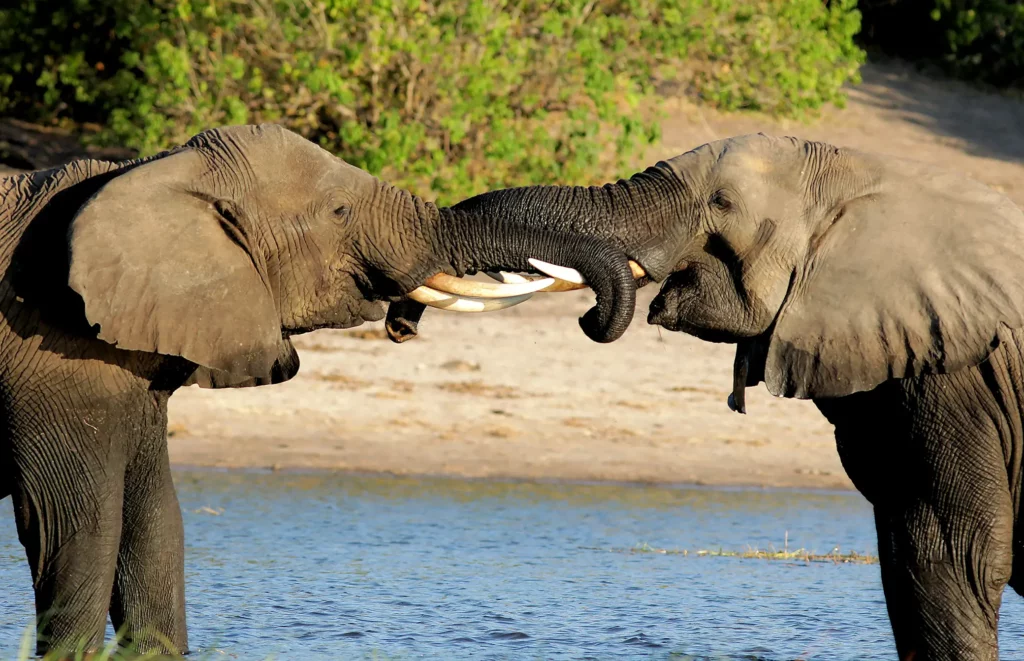 Playful elephants at Kasane, Botswana