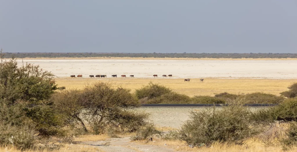 Makgadikgadi pans in Botswana