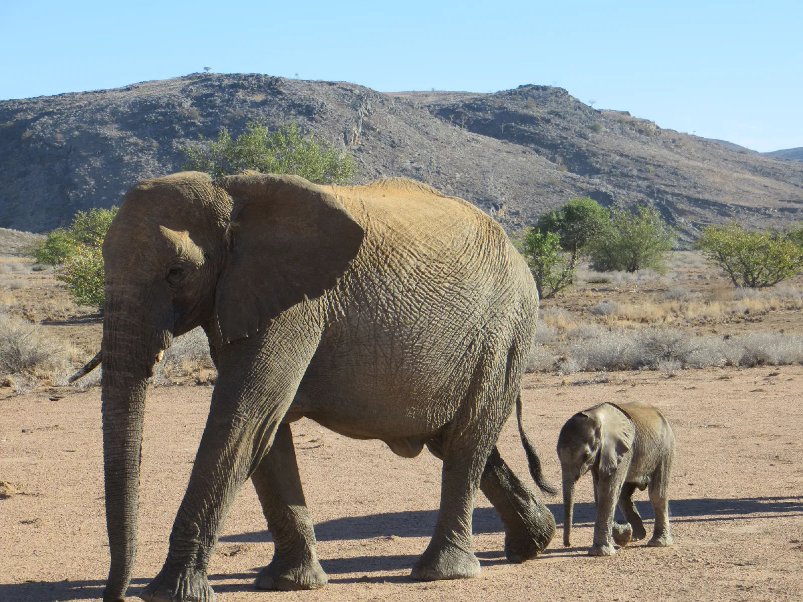 Elephant and calf in Damaraland