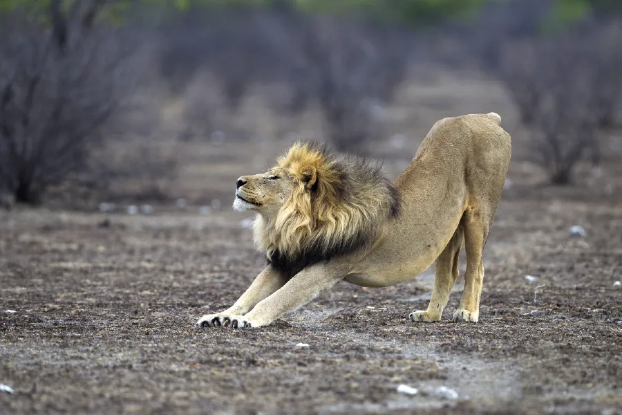 Lion in Etosha