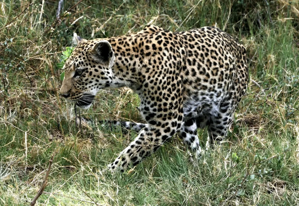cheetah at Chobe, Botswana