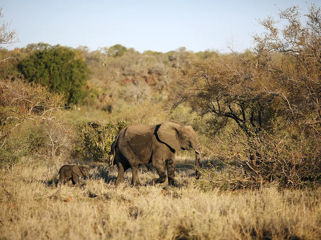 Elephant and cub in the Kruger National Park