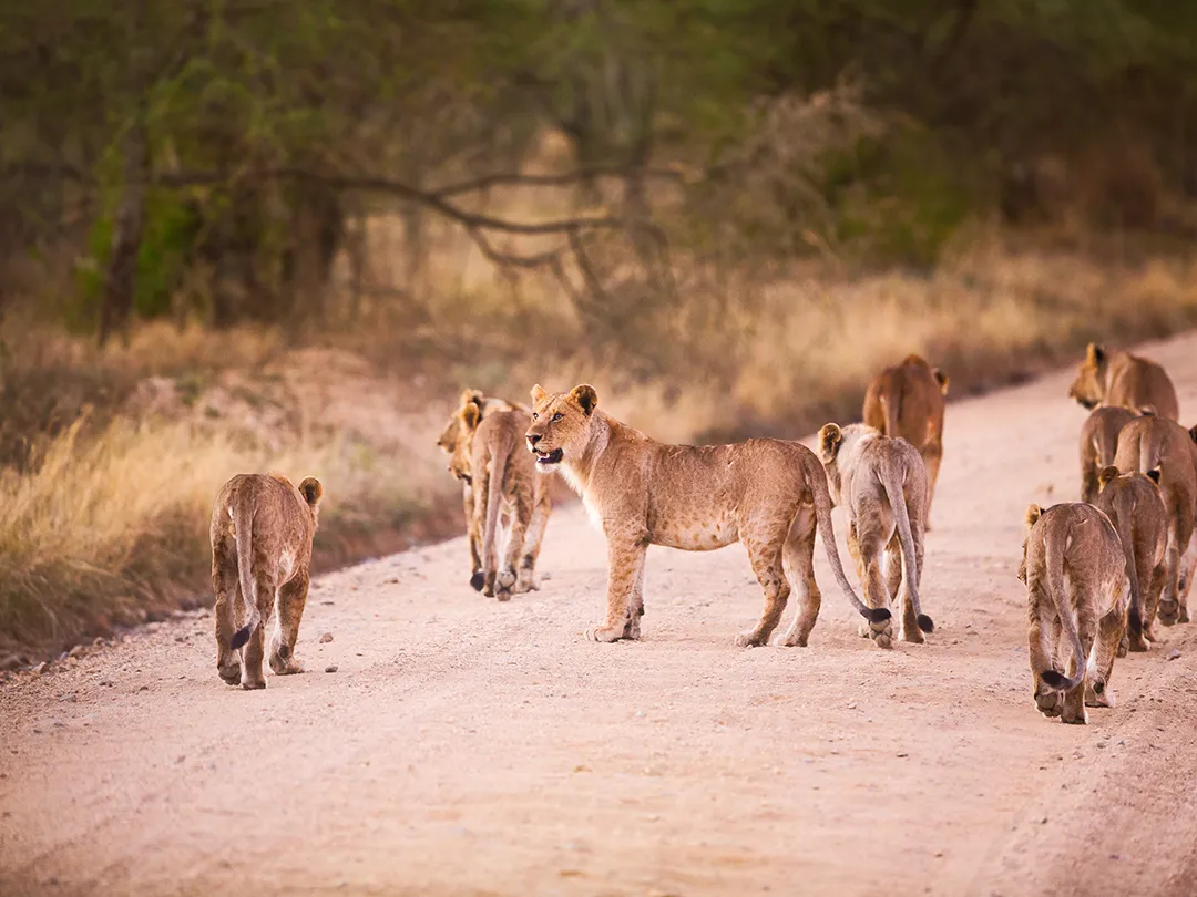 Lions in the Kruger National Park